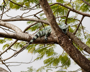 A large Iguana (Iguanidae) in the crown of a large tree, it is placed on a branch fork, set against the background - Location: Caribbean, Guadeloupe
