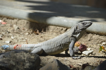 Iguana4