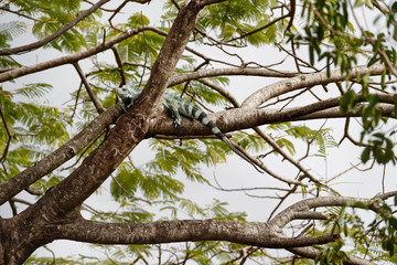 A large Iguana (Iguanidae) in the crown of a large tree, it is placed on a branch fork, set against the background - Location: Caribbean, Guadeloupe