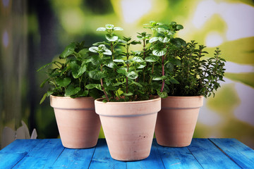 Homegrown and aromatic herbs in old clay pots on rustic background