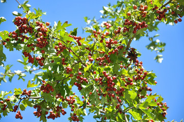 Fototapeta na wymiar Ripened hawthorn berries