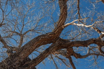 Bosque del Apache New Mexico, gnarly cottonwood branches against a brilliant blue sky, horizontal aspect
