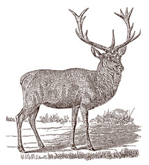Male red deer (cervus elaphus) stag in side view, standing in a landscape. Illustration after a historical engraving from the 19th century