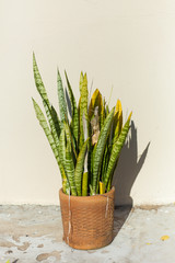 Snake plant in front of a wall