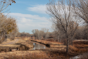 Bosque del Apache New Mexico, reflections of bare trees in irrigation canals, winter landscape, horizontal aspect