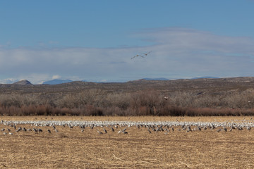 Fototapeta na wymiar Bosque del Apache New Mexico, Sandhill cranes Antigone canadensis and Snow geese Anser caerulescens in open field, early morning winter, horizontal aspect