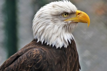 Bald eagle (Haliaeetus leucocephalus)