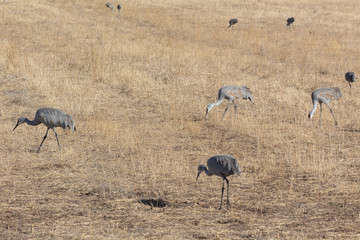 Obraz na płótnie Canvas Bosque del Apache New Mexico, Sandhill cranes Antigone canadensis gleaning open fields, winter, horizontal aspect