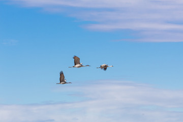 Bosque del Apache New Mexico, Sandhill cranes Antigone canadensis in flight, horizontal aspect