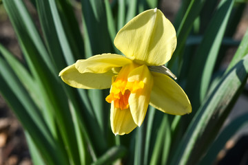 Fototapeta na wymiar Beautiful spring flowers narcissus jonquilla, jonquil, rush daffodil is a bulbous flowering plant.