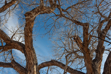 Bosque del Apache New Mexico, trunks and branches of bare cottonwood trees against a bright blue sky in winter, horizontal aspect