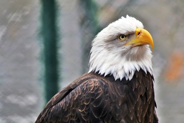 Obraz premium Bald eagle (Haliaeetus leucocephalus)