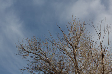 Bosque del Apache New Mexico, winter treetops with blackbirds against blue sky, horizontal aspect