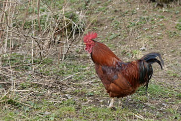 Rooster
