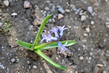 Beautiful spring flowers common hyacinth, garden hyacinth or dutch hyacinth (hyacinthus orientalis) is widely cultivated everywhere for its fragrant flowers, appear exceptionally early in the season
