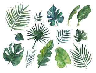 Hand drawn watercolor set of tropical leaves 