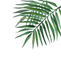 Watercolor palm leaves isolated on white background.