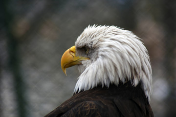 Bald eagle (Haliaeetus leucocephalus)