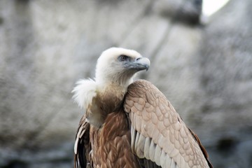 Griffon Vulture (Gyps fulvus)