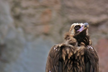 Black vulture (Aegypius monachus)
