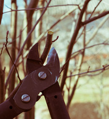 spring pruning of trees
