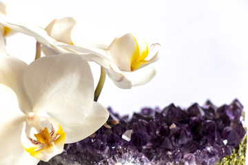 white orchid and purple druse on a white background
