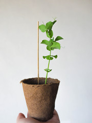 seedlings for the garden
