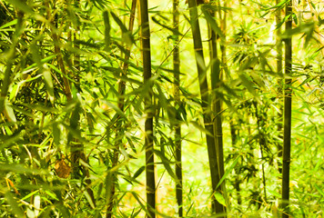 Obraz premium Green Bamboo backround 