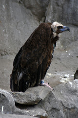 Black vulture (Aegypius monachus)