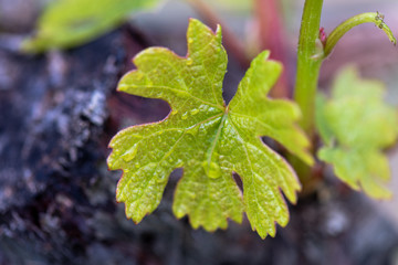 drops on grapevine spring young leaf