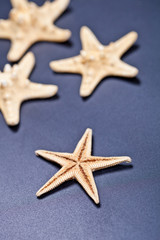 Fototapeta na wymiar Starfish closeup on deep blue.