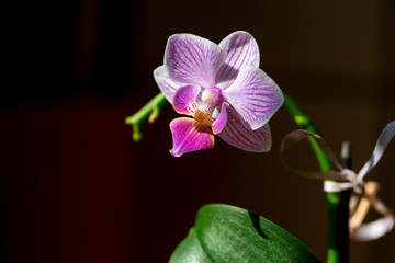 Blühende Orchidee