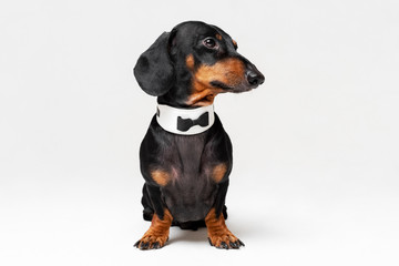 Portrait of cute dog, dachshund, black and tan, wearing  bow tie, isolated on gray background.