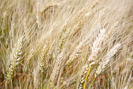  Closeup image of wheat field.