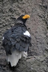 Steller's sea eagle (Haliaeetus pelagicus)