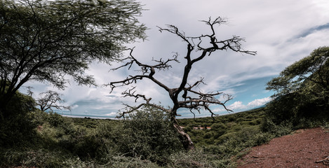 Tree in Manyara national park in Tanzania
