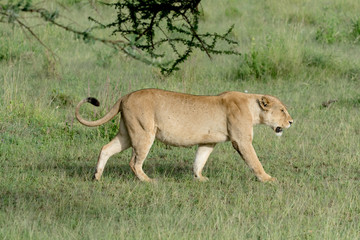 Fototapeta na wymiar Portrait Lion in Tanzania