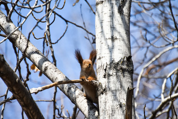 Fototapeta na wymiar Beautiful young red squirrel closed her eyes and enjoys the good weather and the spring sun