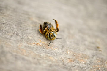 Dying bee lying  paws up on a wooden tabletop. Affected bee