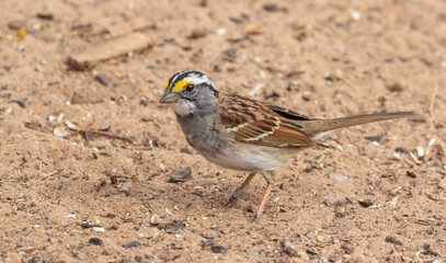 White-throated sparrow at Rio Grande Nature Center, Albuquerque, New Mexico