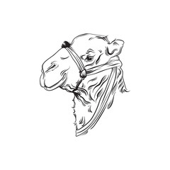 Vector illustration of camel. Hand drawn head of camel made in realistic line sketch style. Template for postcard poster banner and print for t-shirt
