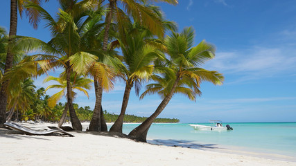 Tropical palms island beach with white sand and blue Caribbean sea, Punta Cana  best beaches in the world, crystal Atlantic ocean, summer holidays vacation. Turquoise clear sea water. Palm trees beach