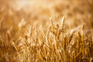 Fototapeta premium Wheat Field