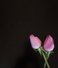 Two pink Roses on dark background