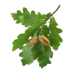 Oak leaves and acorn on white background 