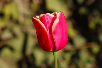 Field of tulips red, violet, white, yellow, purple, blue pink colors, screensaver or wallpaper. Blooming colorful tulip flowers in garden as floral background