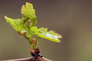 water on grapevine young leaves 