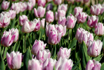Field of tulips red, violet, white, yellow, purple, blue pink colors, screensaver or wallpaper. Blooming colorful tulip flowers in garden as floral background