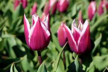 Field of tulips red, violet, white, yellow, purple, blue pink colors, screensaver or wallpaper. Blooming colorful tulip flowers in garden as floral background