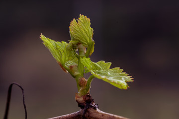 water on grapevine young leaves 